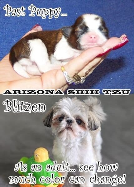 Arizona Shih Tzu Puppies Available! breeder image 16