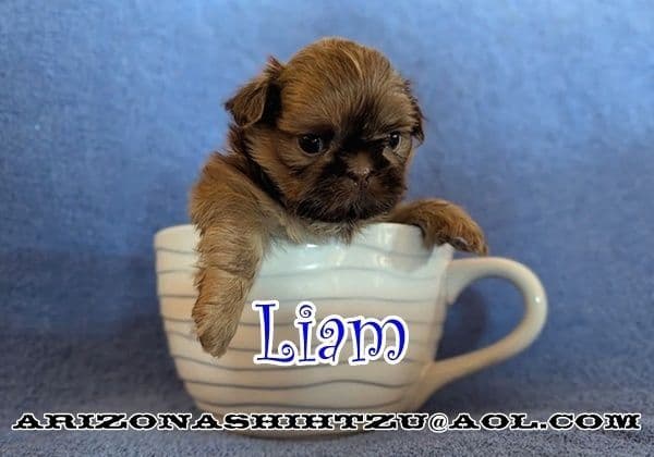 Arizona Shih Tzu Puppies Available! media 2