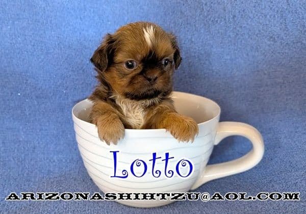 Arizona Shih Tzu Puppies Available! media 3