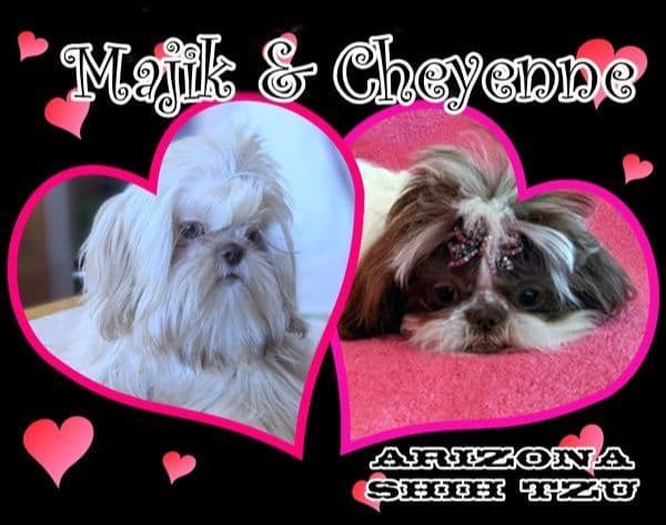 Arizona Shih Tzu Puppies Available! media 5
