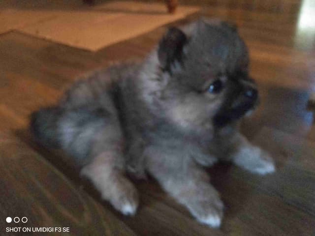 Pomeranian Puppies media 2
