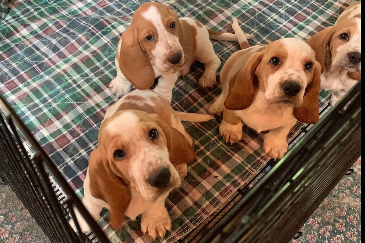 Basset Hound Puppies breeder image 1