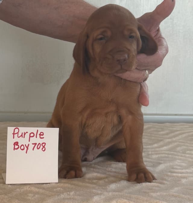 Vizsla Puppies media 2