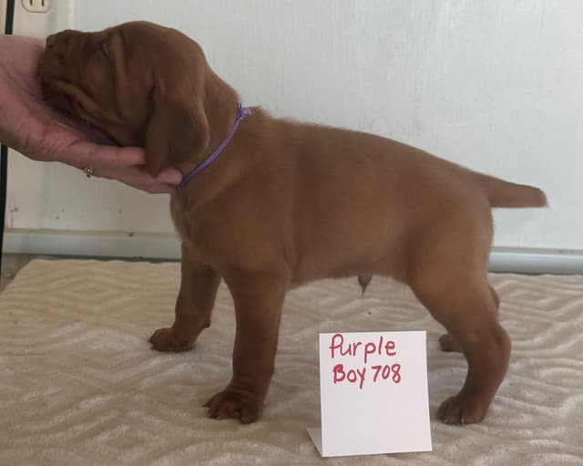Vizsla Puppies media 3