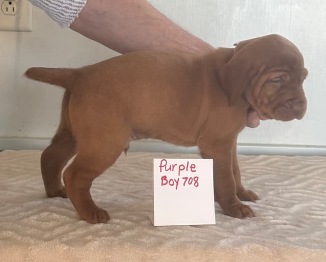 Vizsla Puppies media 4