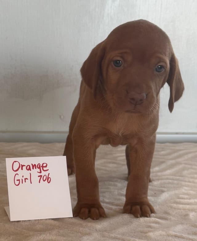 Vizsla Puppies media 6