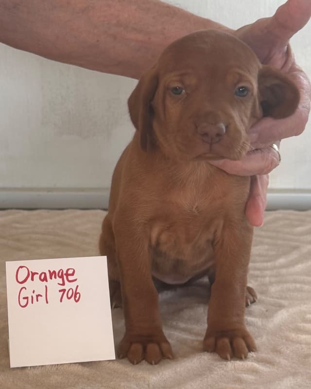 Vizsla Puppies media 7
