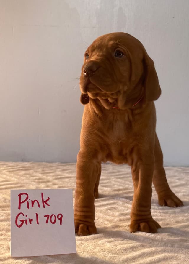Vizsla Puppies media 9