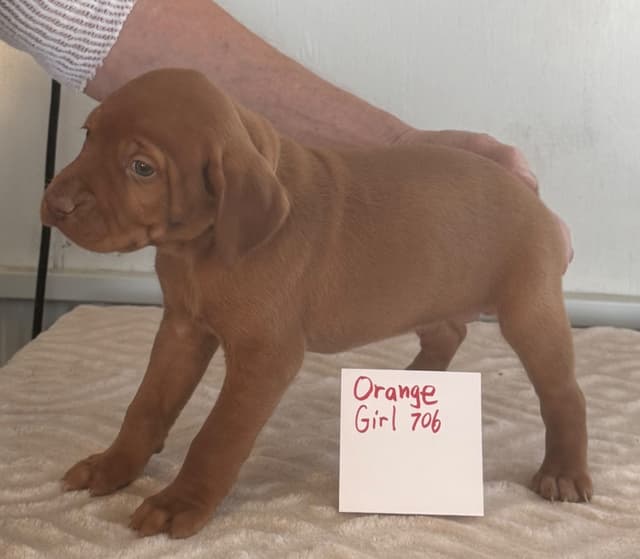 Vizsla Puppies media 10