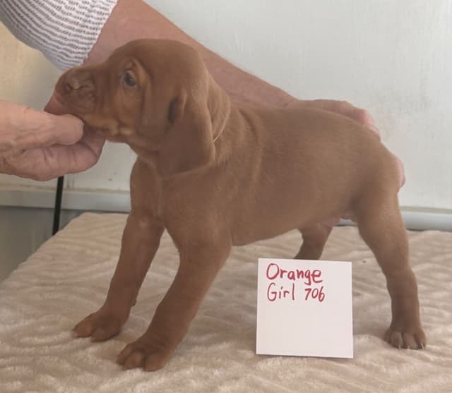 Vizsla Puppies media 11