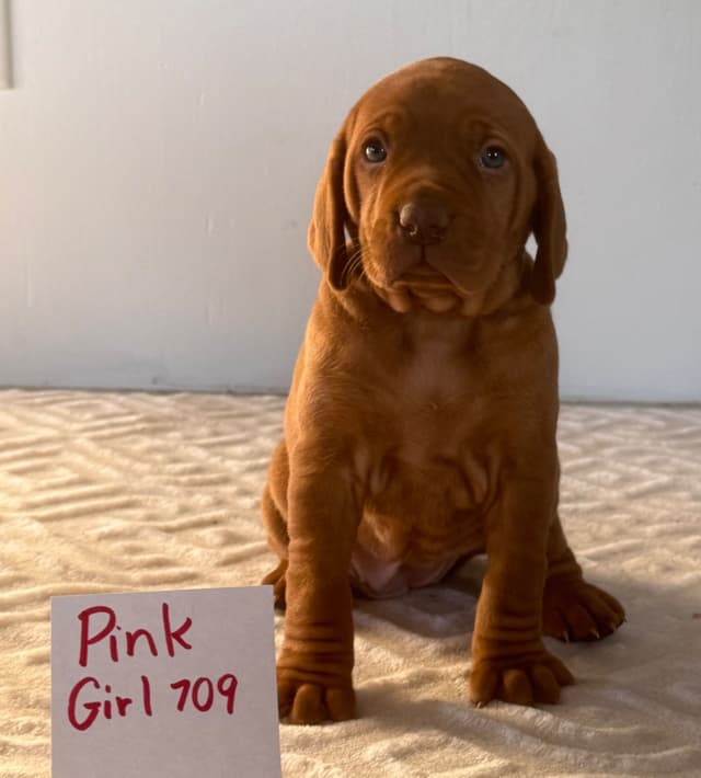 Vizsla Puppies media 12