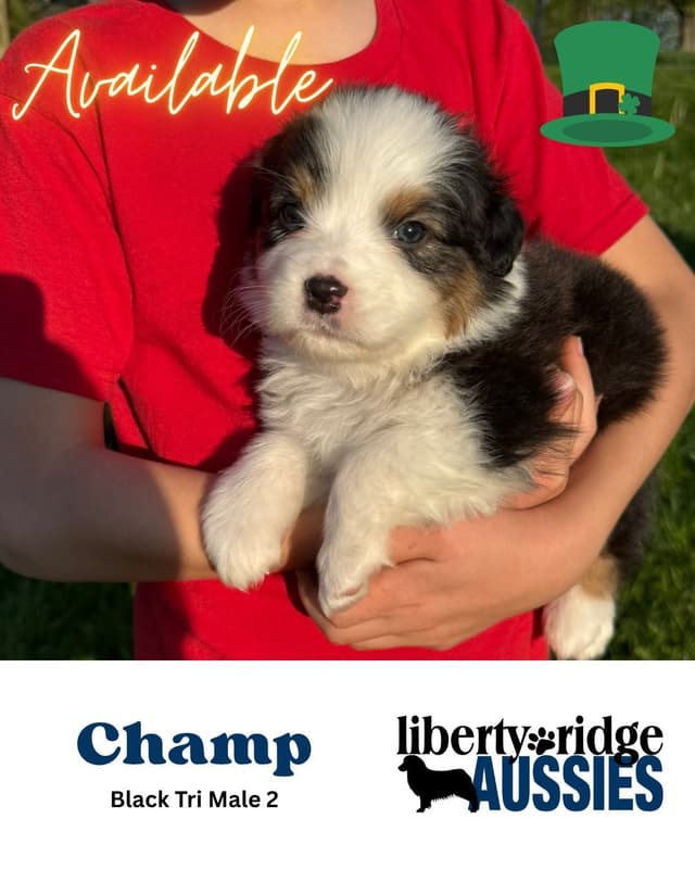 Australian Shepherd Puppies media 2