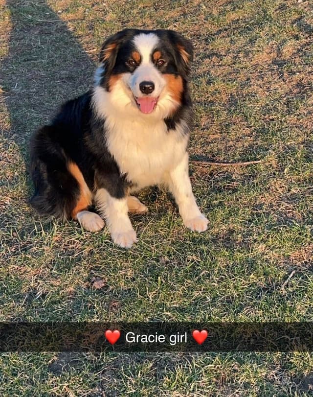 Australian Shepherd Puppies media 3