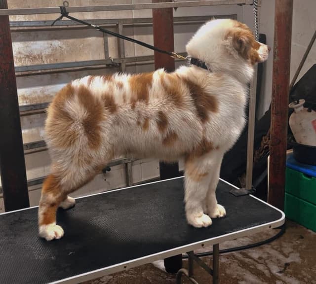 Australian Shepherd Puppies media 5