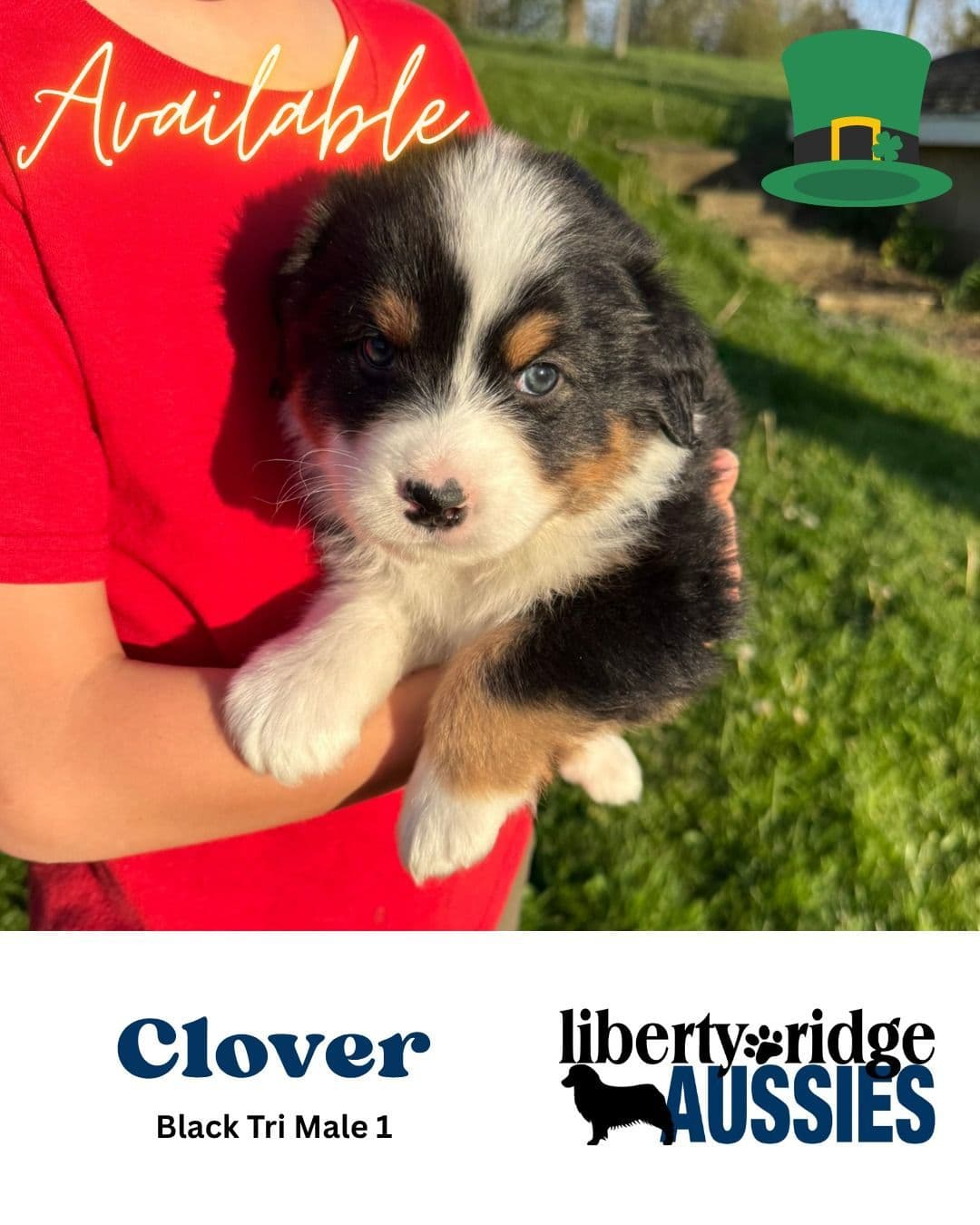 Australian Shepherd Puppies breeder image 5