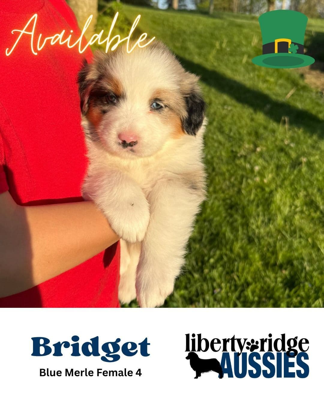 Australian Shepherd Puppies breeder image 4