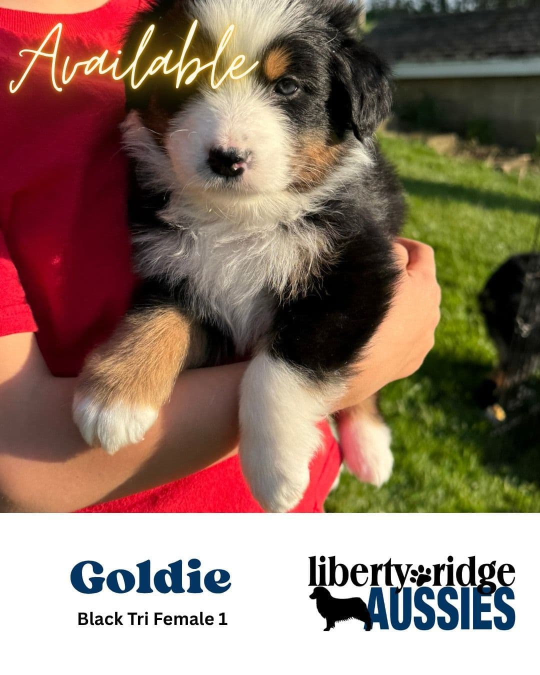Australian Shepherd Puppies breeder image 8