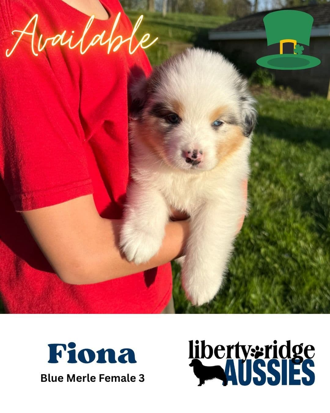 Australian Shepherd Puppies breeder image 7