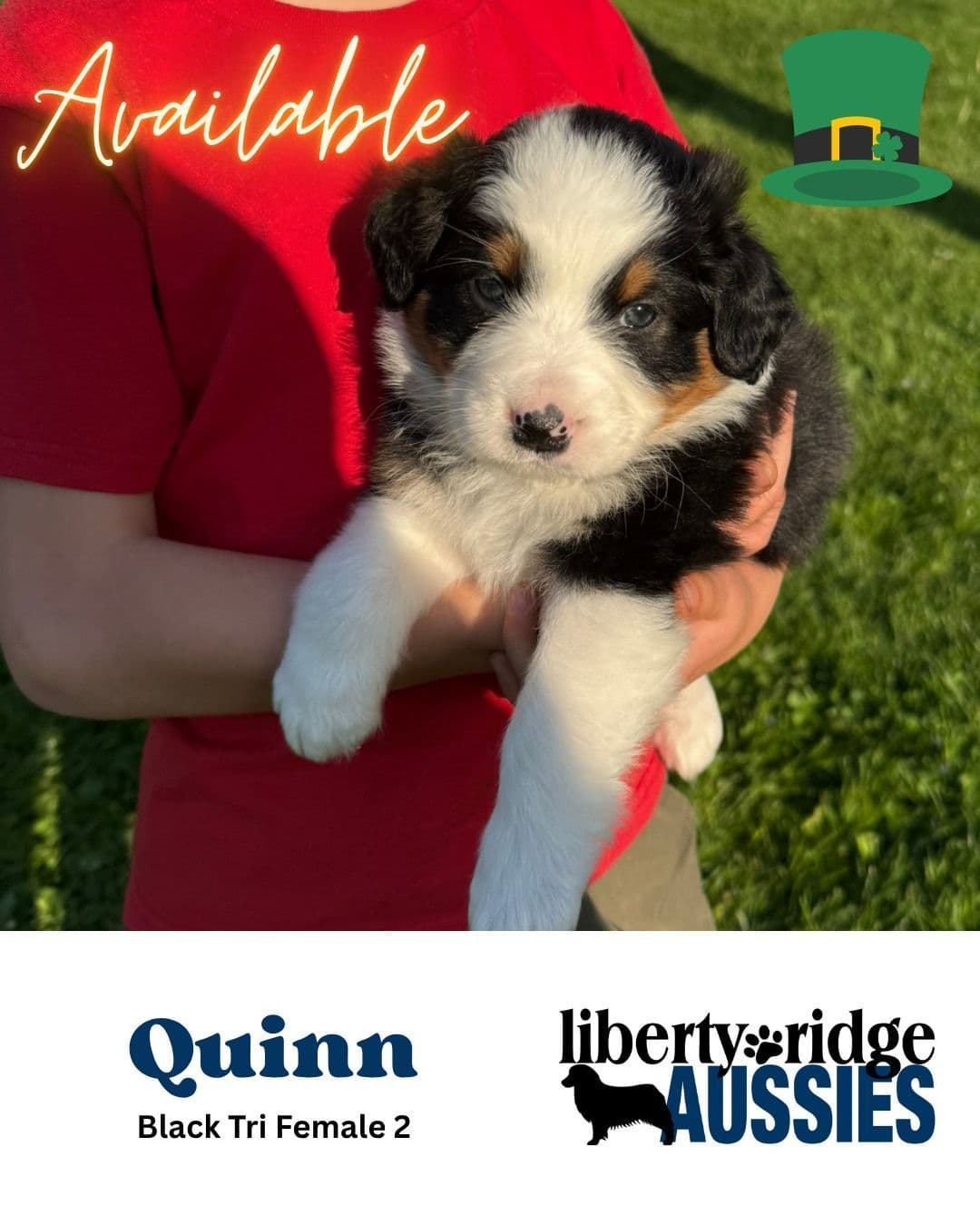 Australian Shepherd Puppies breeder image 3