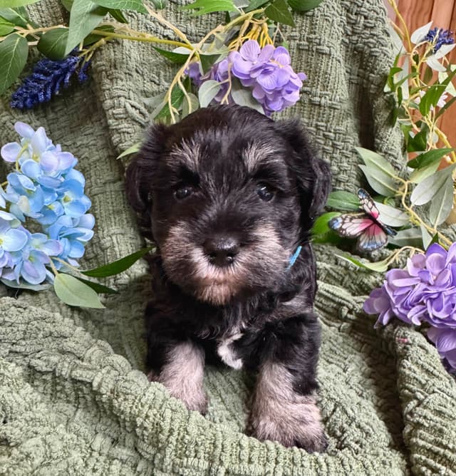 Miniature Schnauzer Puppies media 2