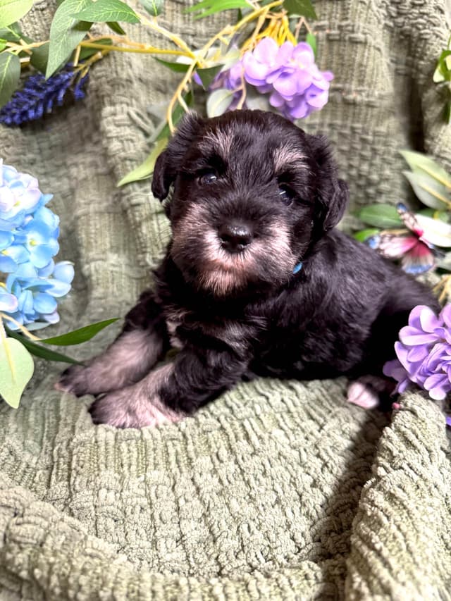 Miniature Schnauzer Puppies media 3