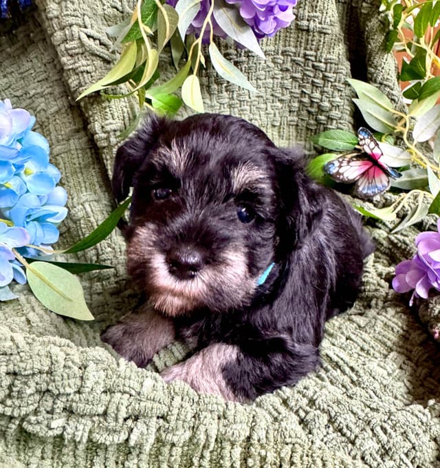 Miniature Schnauzer Puppies media 4
