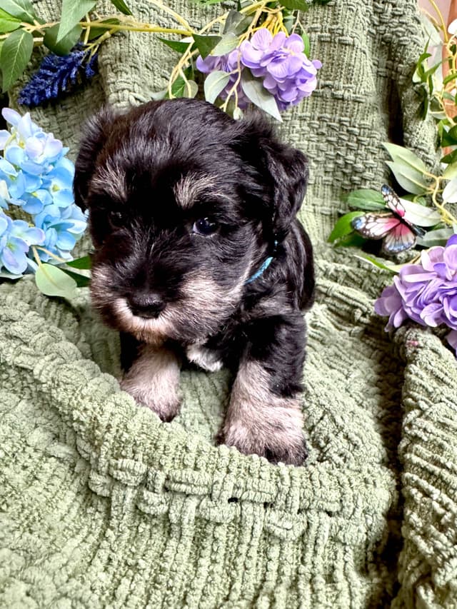 Miniature Schnauzer Puppies media 5
