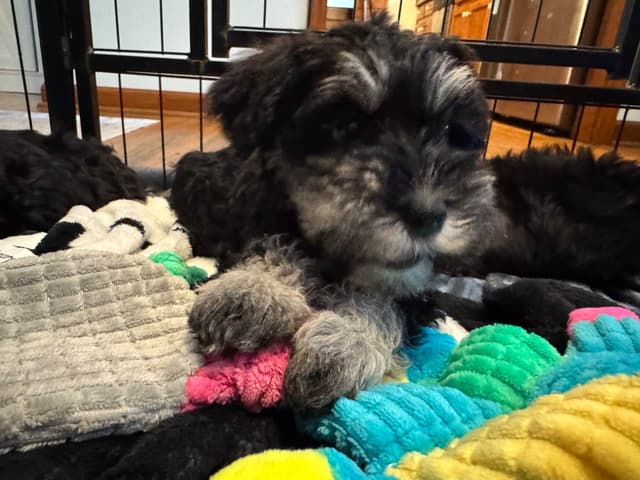 Miniature Schnauzer Puppies media 3