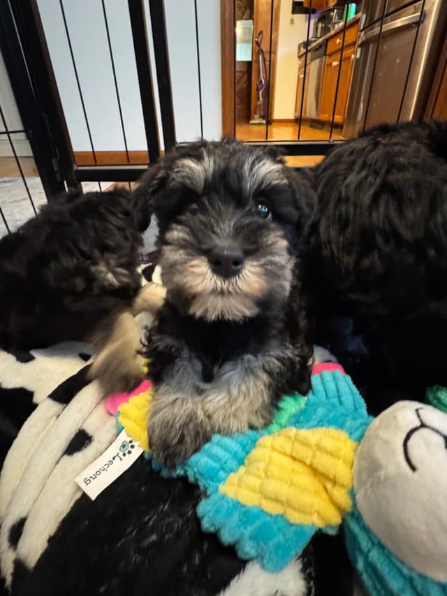 Miniature Schnauzer Puppies media 4