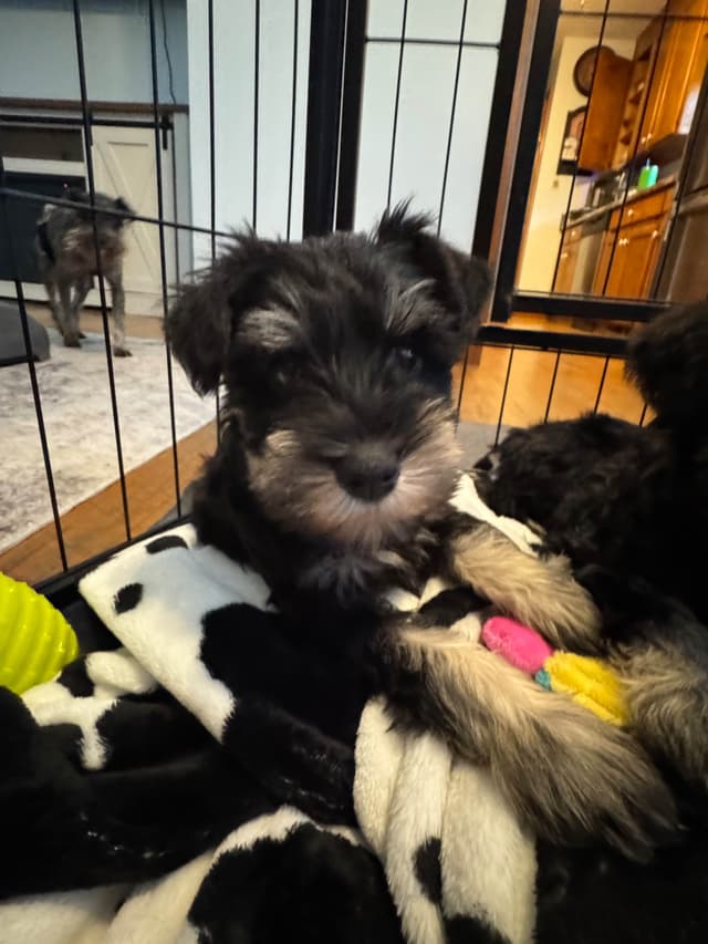 Miniature Schnauzer Puppies media 5