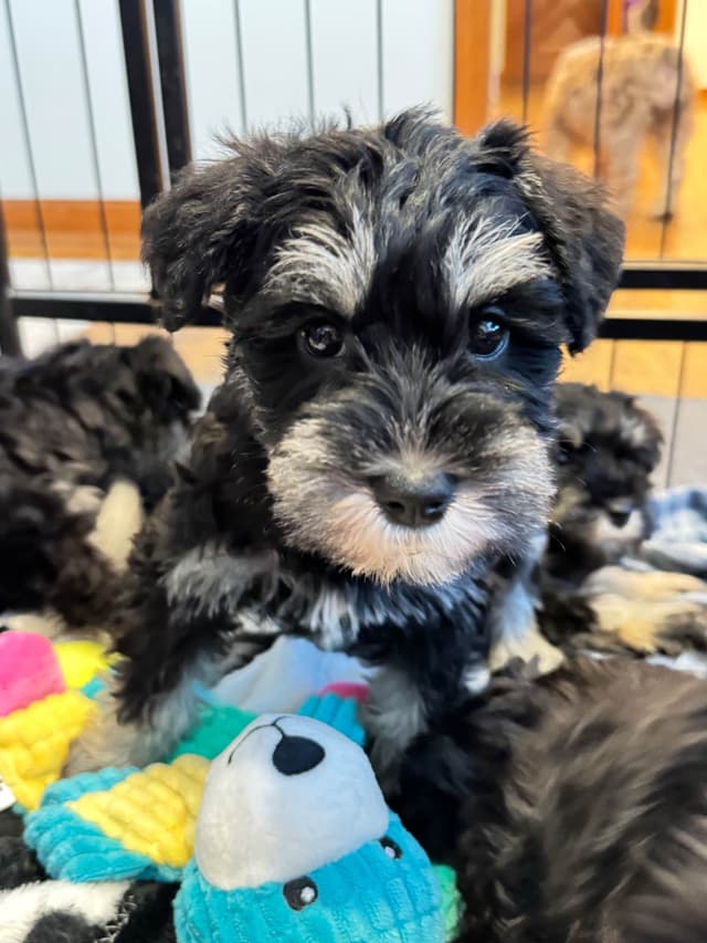 Miniature Schnauzer Puppies media 7