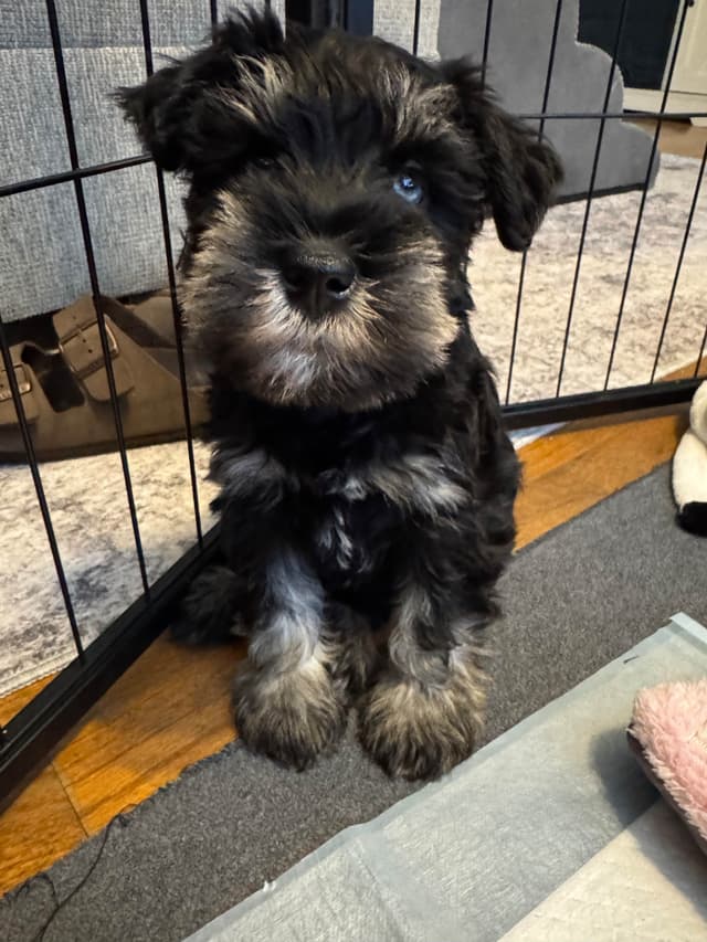 Miniature Schnauzer Puppies media 8