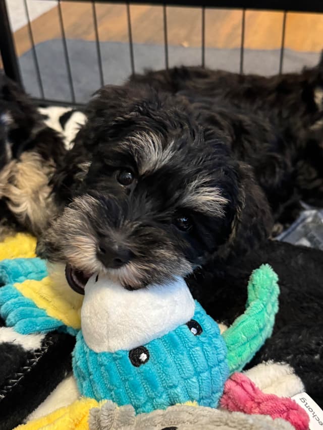 Miniature Schnauzer Puppies media 9