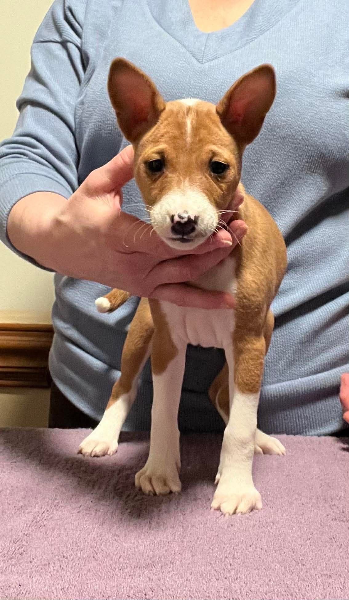 Basenji Puppies breeder image 4