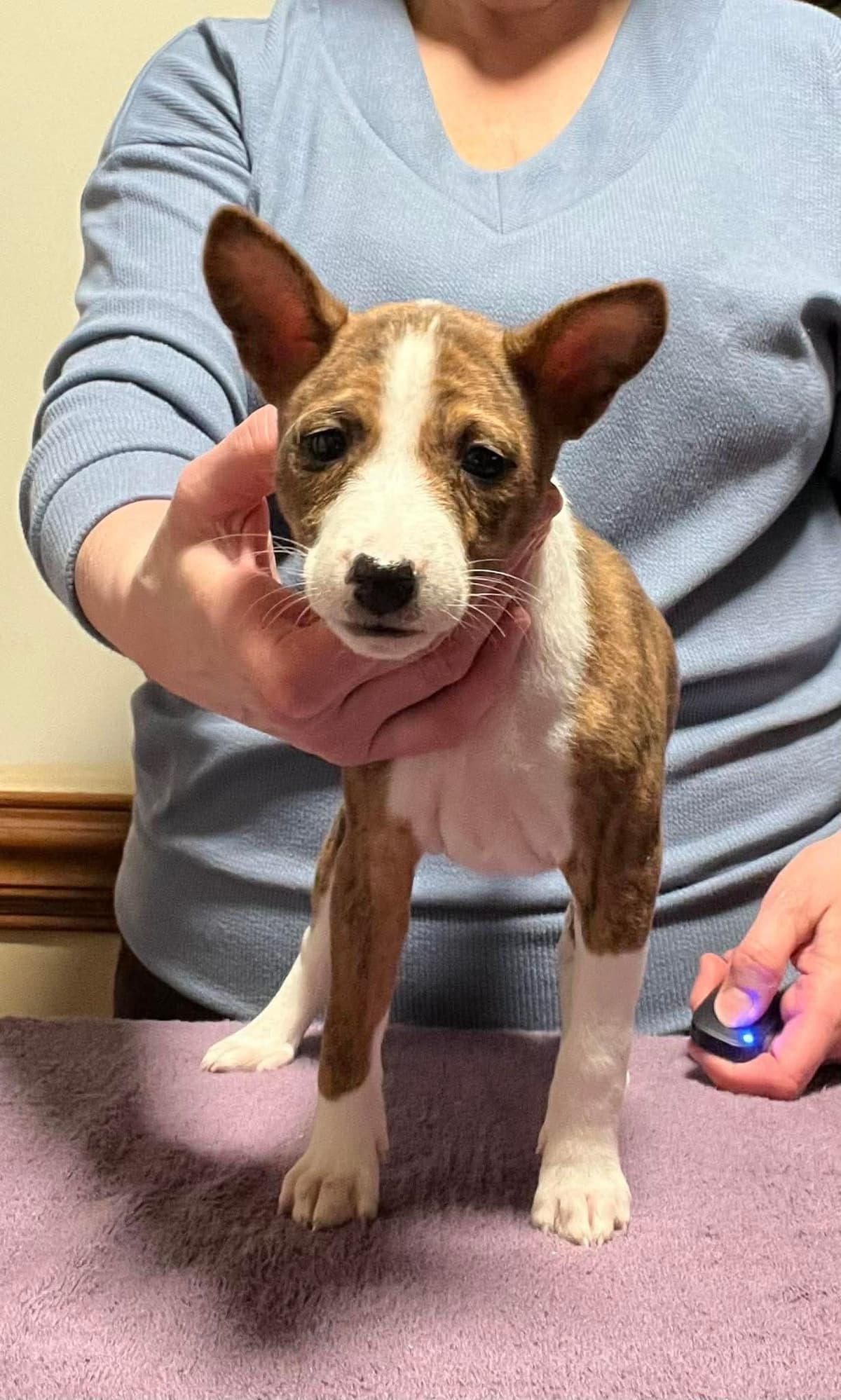 Basenji Puppies breeder image 5