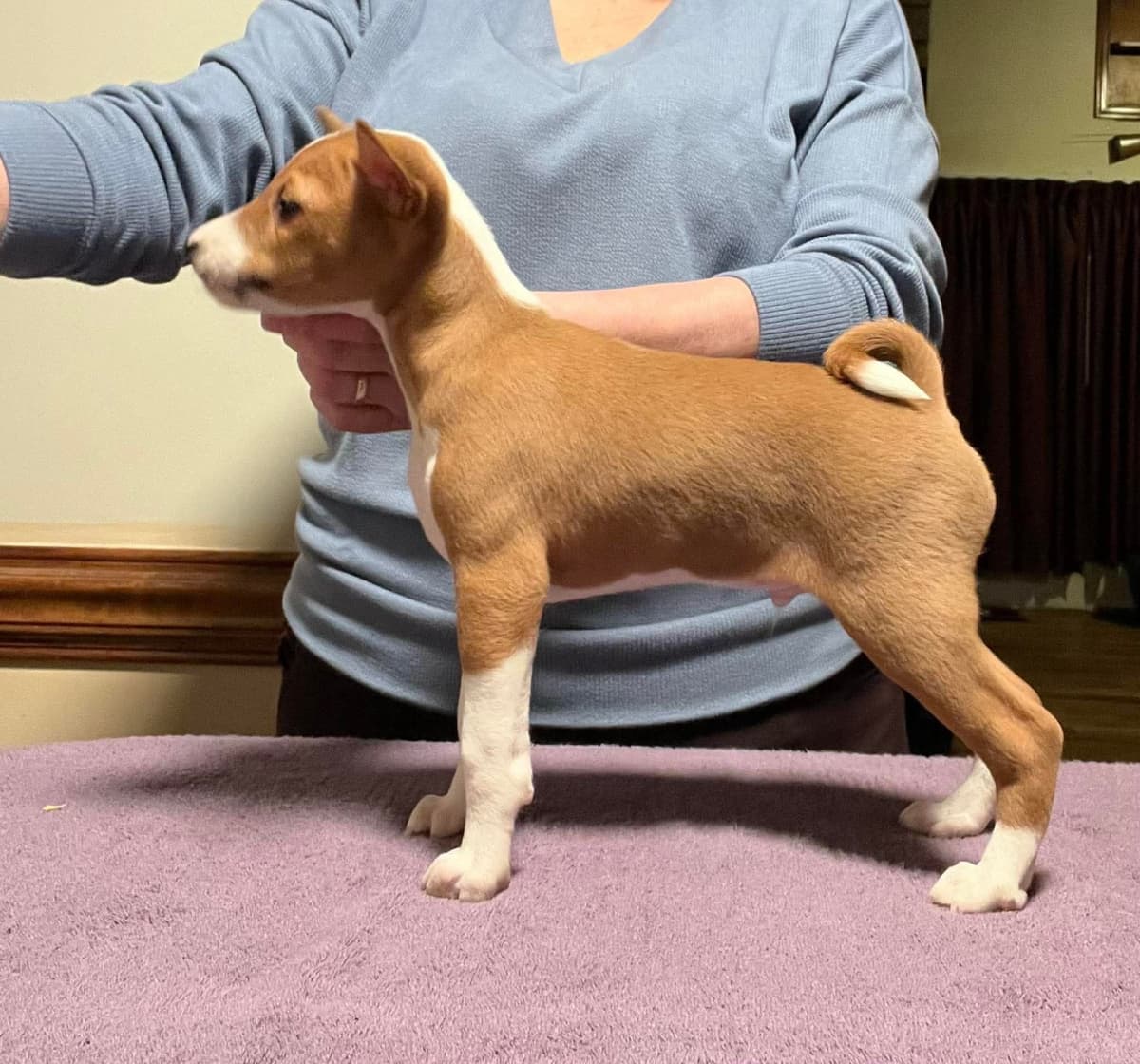 Basenji Puppies breeder image 6