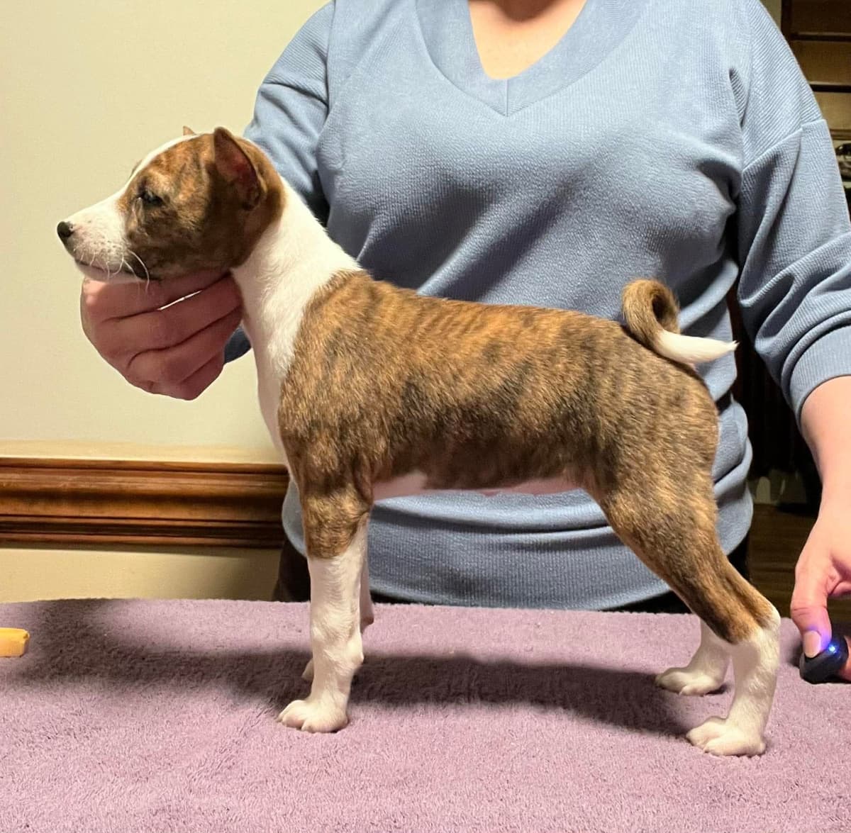 Basenji Puppies breeder image 7