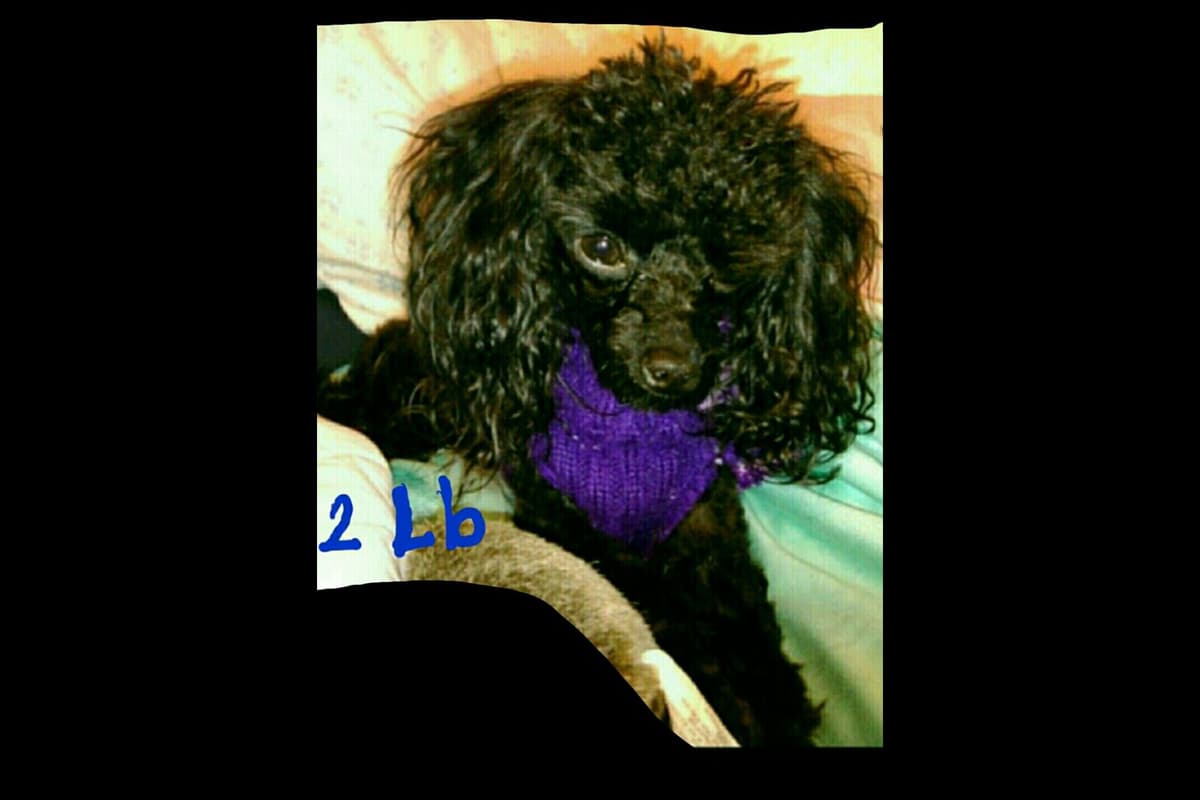 Toy Poodle female Pup 5 lbs when adult breeder image 19