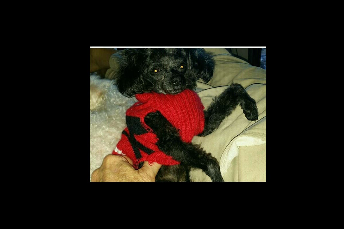 Toy Poodle female Pup 5 lbs when adult breeder image 16