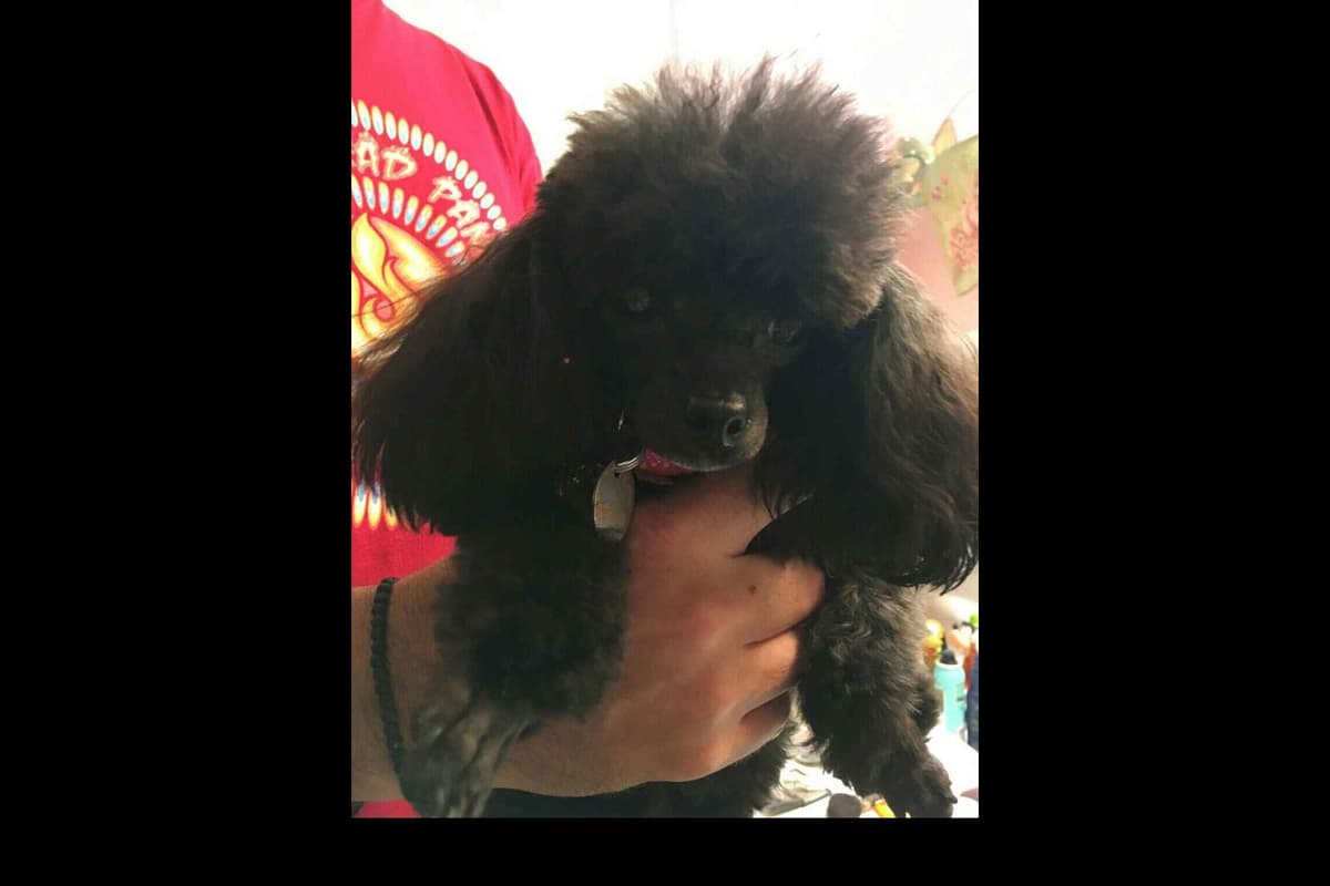 Toy Poodle female Pup 5 lbs when adult breeder image 25