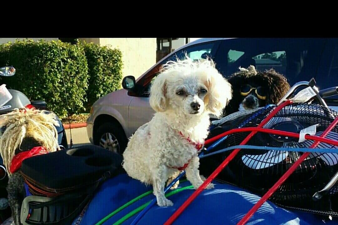 Toy Poodle female Pup 5 lbs when adult breeder image 26