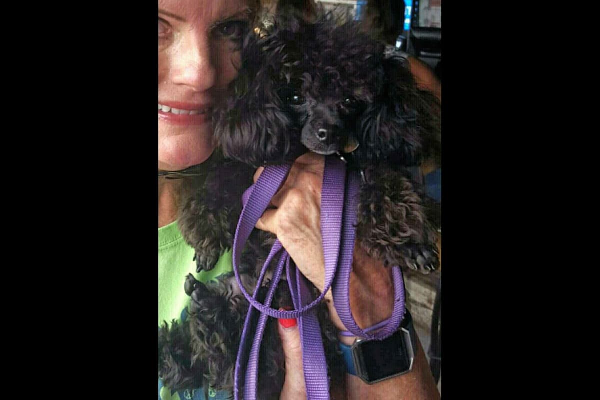Toy Poodle female Pup 5 lbs when adult breeder image 27