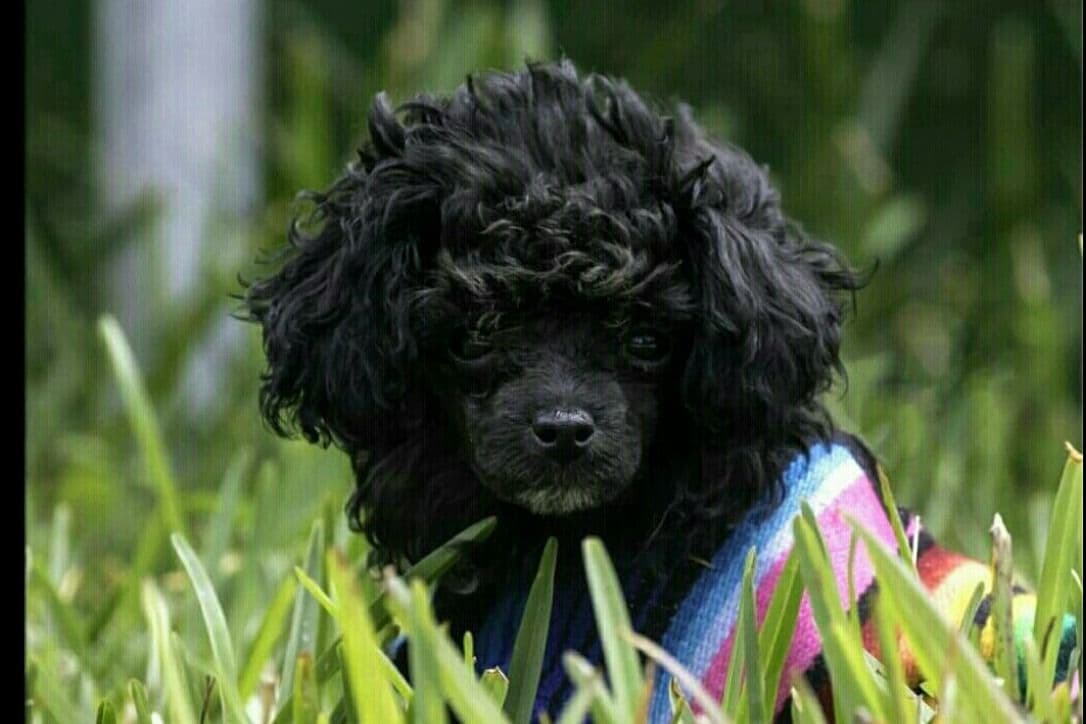 Toy Poodle female Pup 5 lbs when adult breeder image 28