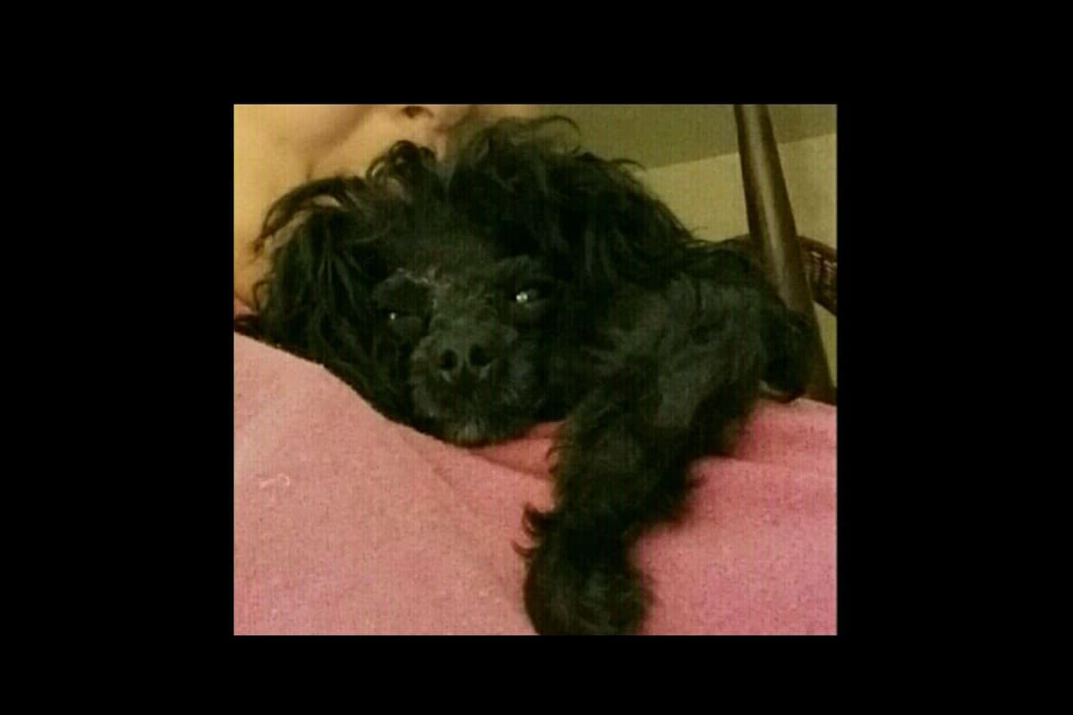 Toy Poodle female Pup 5 lbs when adult breeder image 22