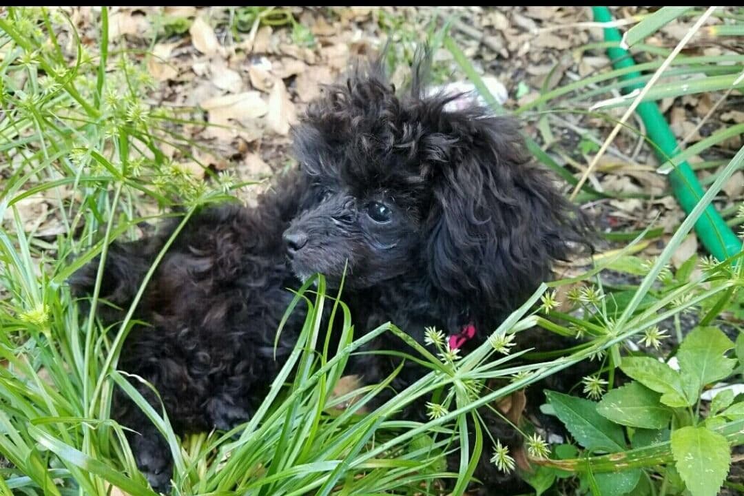 Toy Poodle female Pup 5 lbs when adult breeder image 29
