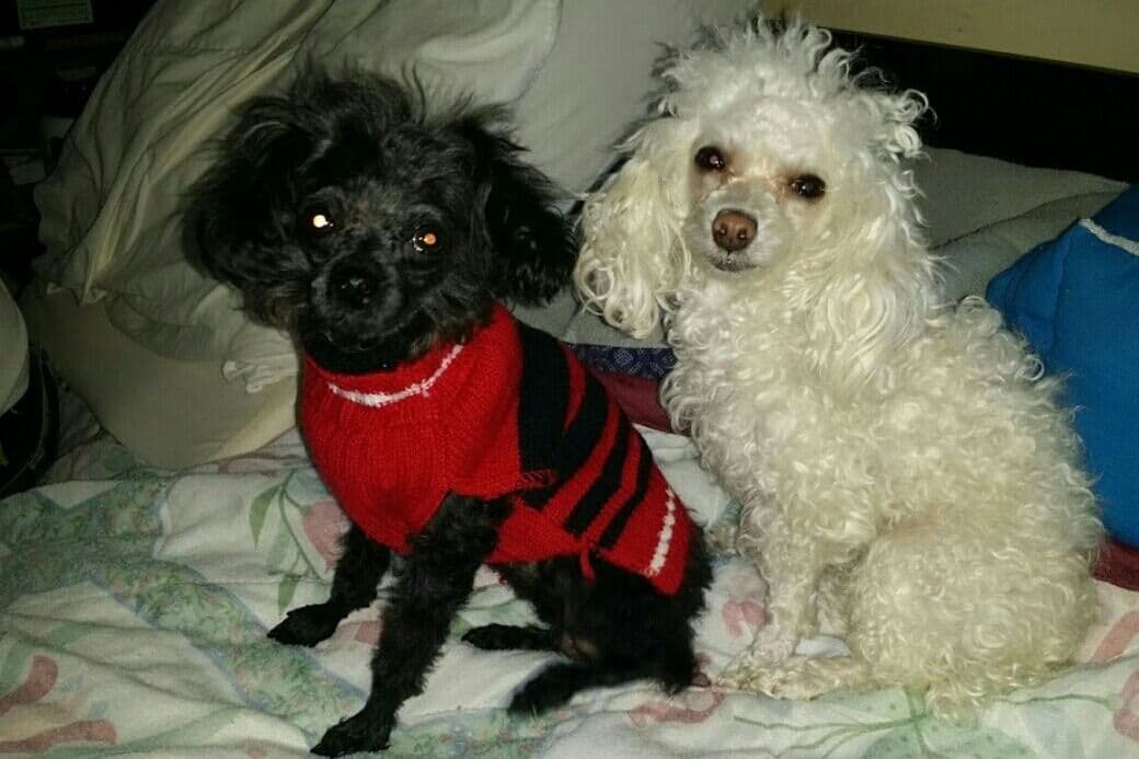 Toy Poodle female Pup 5 lbs when adult breeder image 15