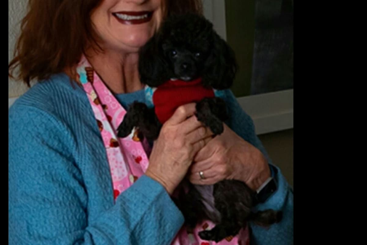 Toy Poodle female Pup 5 lbs when adult breeder image 30