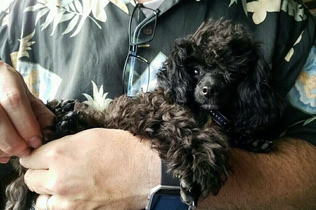 Toy Poodle female Pup 5 lbs when adult breeder image 33