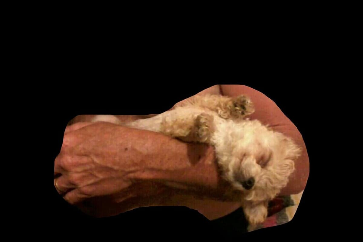 Toy Poodle female Pup 5 lbs when adult breeder image 4