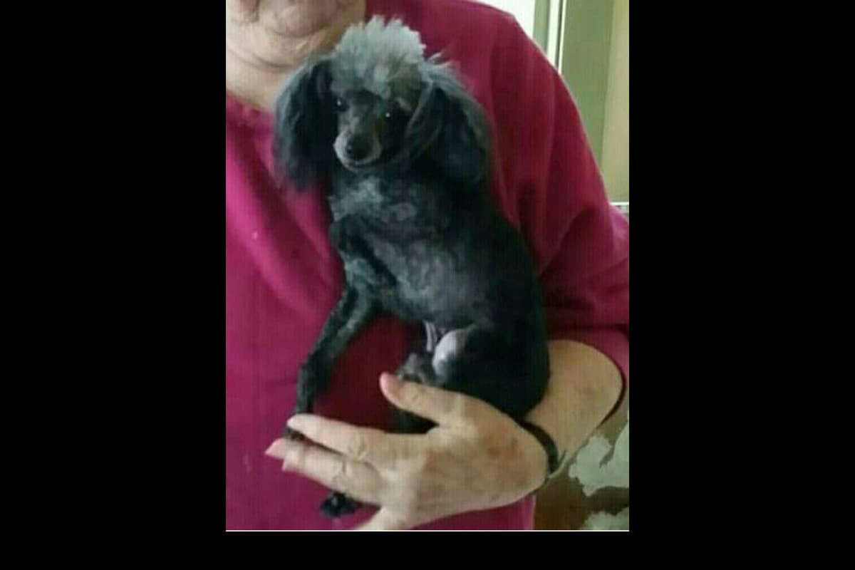 Toy Poodle female Pup 5 lbs when adult breeder image 18